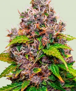 Watermelon Feminized Esrar Tohumu (Royal Queen Seeds)