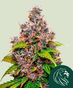 Watermelon Feminized Esrar Tohumu (Royal Queen Seeds)