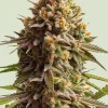 Wedding Cake Auto Fem Esrar Tohumu (Royal Queen Seeds)