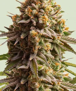 Wedding Cake Auto Fem Esrar Tohumu (Royal Queen Seeds)