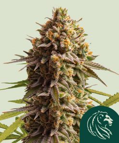 Wedding Cake Auto Fem Esrar Tohumu (Royal Queen Seeds)