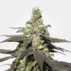 Wedding Cake Feminized Esrar Tohumu (MSNL)