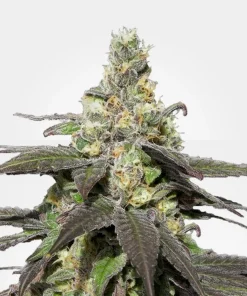 Wedding Cake Feminized Esrar Tohumu (MSNL)