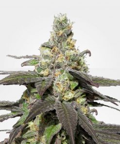 Wedding Cake Feminized Esrar Tohumu (MSNL)