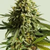 Wedding Cake Feminized Esrar Tohumu (Royal Queen Seeds)