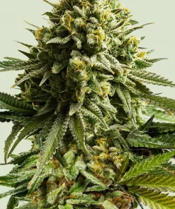 Wedding Cake Feminized Esrar Tohumu (Royal Queen Seeds)