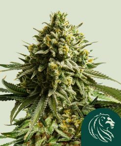 Wedding Cake Feminized Esrar Tohumu (Royal Queen Seeds)