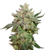 Wedding Cake Feminized Esrar Tohumu (Seedstockers)