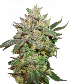 Wedding Cake Feminized Esrar Tohumu (Seedstockers)