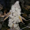 Wedding Cake Regular Esrar Tohumu (Seed Junky Genetics)