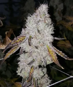 Wedding Cake Regular Esrar Tohumu (Seed Junky Genetics)