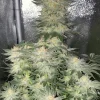 Wedding Cheesecake FF Feminized Esrar Tohumu (Fast Buds)
