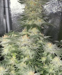 Wedding Cheesecake FF Feminized Esrar Tohumu (Fast Buds)
