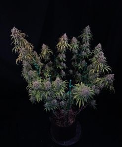 Wedding Cheesecake FF Feminized Esrar Tohumu (Fast Buds)