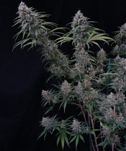 Wedding Cheesecake FF Feminized Esrar Tohumu (Fast Buds)