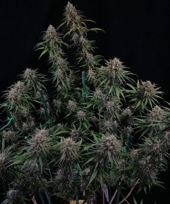Wedding Cheesecake FF Feminized Esrar Tohumu (Fast Buds)