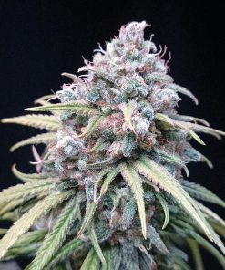 Wedding Cheesecake FF Feminized Esrar Tohumu (Fast Buds)