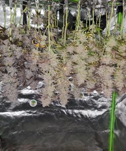 Wedding Cheesecake FF Feminized Esrar Tohumu (Fast Buds)