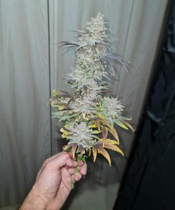 Wedding Cheesecake FF Feminized Esrar Tohumu (Fast Buds)