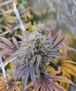 Wedding Cheesecake FF Feminized Esrar Tohumu (Fast Buds)