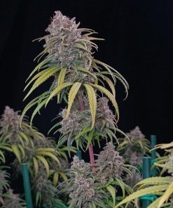 Wedding Cheesecake FF Feminized Esrar Tohumu (Fast Buds)