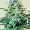 Wedding Crasher Feminized Esrar Tohumu (Royal Queen Seeds)