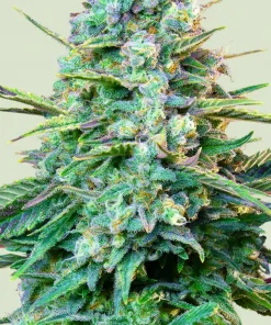 Wedding Crasher Feminized Esrar Tohumu (Royal Queen Seeds)