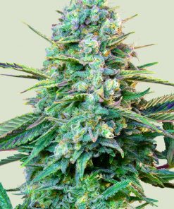 Wedding Crasher Feminized Esrar Tohumu (Royal Queen Seeds)
