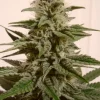 White Berry Feminized Esrar Tohumu (Paradise Seeds)