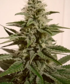 White Berry Feminized Esrar Tohumu (Paradise Seeds)