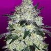 White Cookies Feminized Esrar Tohumu (Crop King Seeds)