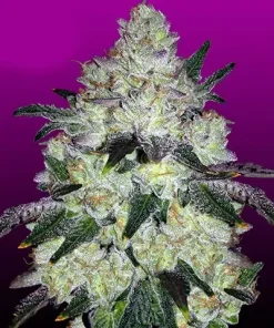 White Cookies Feminized Esrar Tohumu (Crop King Seeds)