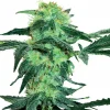 White Ice Feminized Esrar Tohumu (White Label)