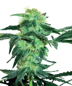 White Ice Feminized Esrar Tohumu (White Label)