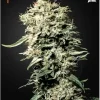 White Rhino Feminized Esrar Tohumu (Green House Seed Co.)