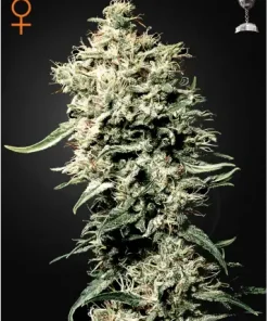 White Rhino Feminized Esrar Tohumu (Green House Seed Co.)