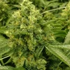 White Runtz Feminized Esrar Tohumu (Anesia Seeds)