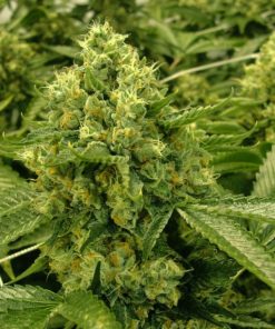 White Runtz Feminized Esrar Tohumu (Anesia Seeds)