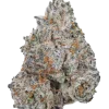 White Truffle Feminized Esrar Tohumu (Growers Choice)