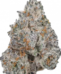 White Truffle Feminized Esrar Tohumu (Growers Choice)