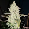White Wedding RBx Feminized Esrar Tohumu (ETHOS Genetics)