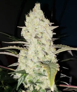 White Wedding RBx Feminized Esrar Tohumu (ETHOS Genetics)