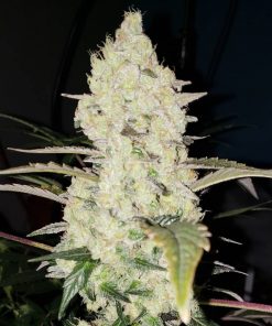 White Wedding RBx Feminized Esrar Tohumu (ETHOS Genetics)