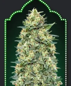 White Widow Auto Fem Esrar Tohumu (00seeds)