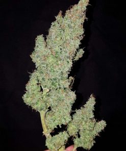 White Widow Auto Fem Esrar Tohumu (00seeds)