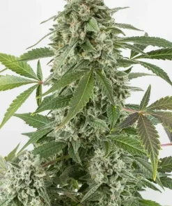 White Widow Auto Fem Esrar Tohumu (Dinafem)
