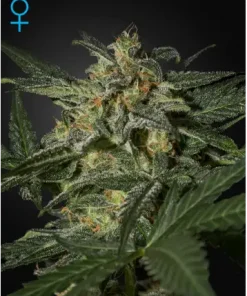 White Widow Auto Fem Esrar Tohumu (Green House Seed Co.)