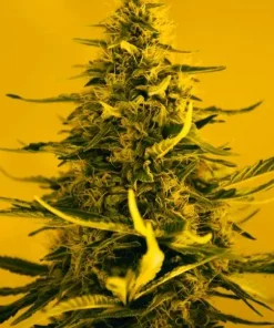 White Widow Auto Fem Esrar Tohumu (Nirvana)