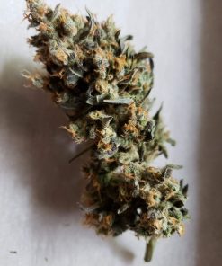 White Widow Auto Fem Esrar Tohumu (Nirvana)