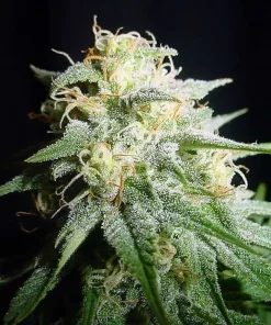White Widow Auto Fem Esrar Tohumu (Spliff Seeds)